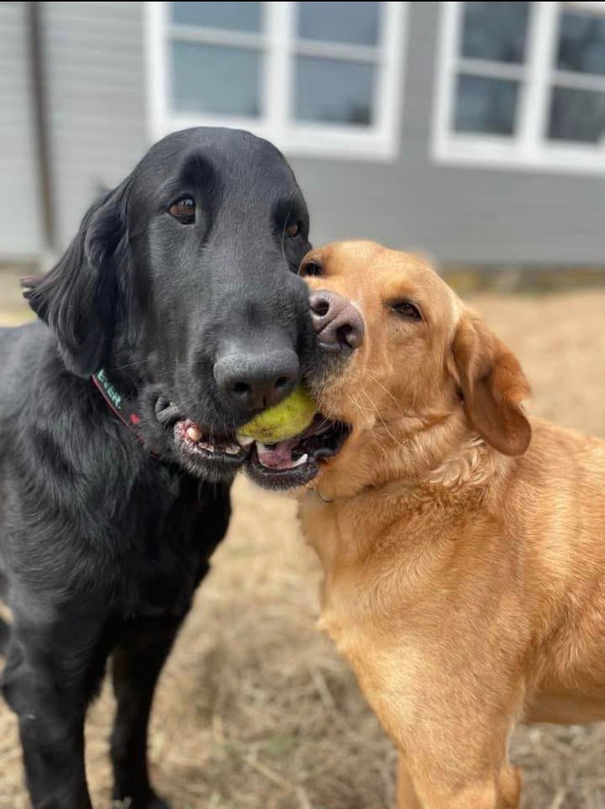 Black lab and golden retriever sharing a tennis ball