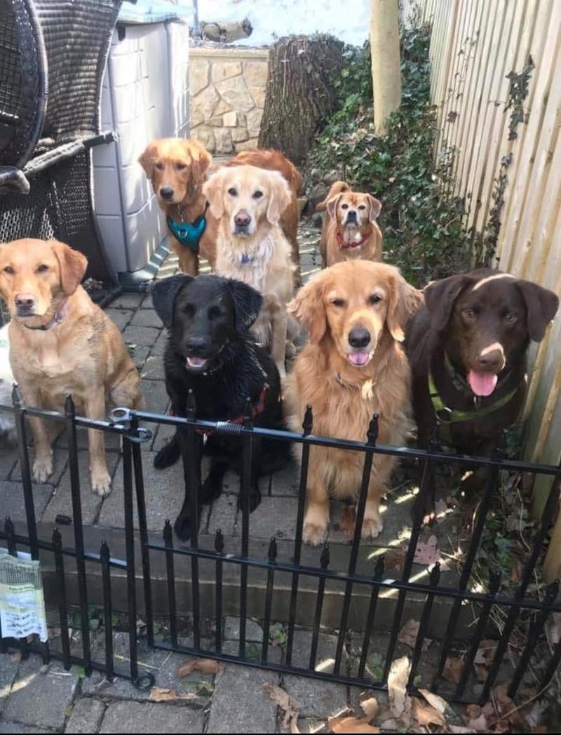 A playgroup of dogs sitting together