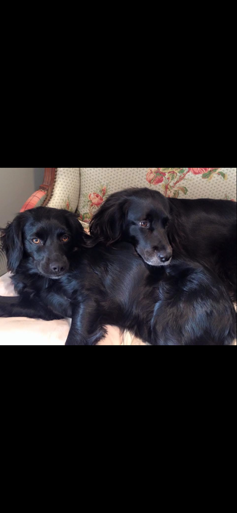 Black dog relaxing comfortably at home on a couch