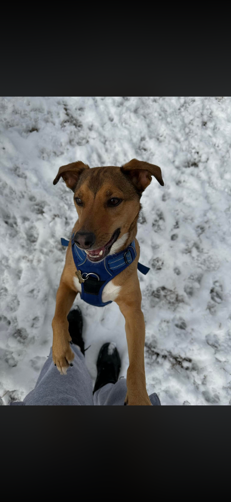 Brown pup in a blue harness ready for a walk